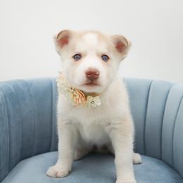 Golden Retriever, Miniature American Shepherd, and Siberian Husky Puppies from HuskiesAndGoldensWithFinesse