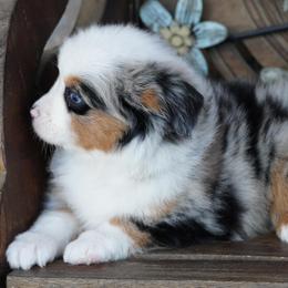 Girl 1 - Blue merle female Miniature Australian Shepherd puppy in Lawton, Oklahoma from Lindsey’s Aussies
