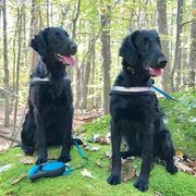Flat-Coated Retrievers from Indulgent Flat-Coated Retrievers