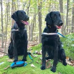 Flat-Coated Retrievers from Indulgent Flat-Coated Retrievers