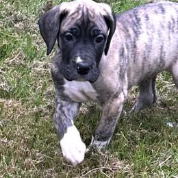 Great Danes from K&A Danes