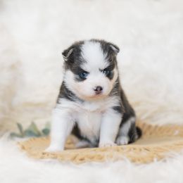 Pomsky Puppies from Hill Tribe Pomskies