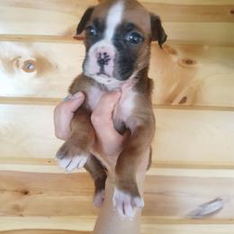 Bethany - Fawn female Boxer puppy in Cannon Falls, Minnesota from Pattys Boxers and Bulldogs
