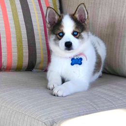 Pomeranian and Pomsky All Grown Up from Alpha Poms & Pomskies