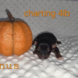 Venus - Black and gold female Yorkshire Terrier puppy in Lakeland, Florida from You Me & The Yorkies
