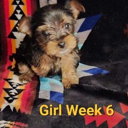 Girl 1 - Black and tan female Yorkshire Terrier puppy in Adams, North Dakota from Mathiasons Little Barkers