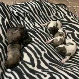 Miniature Schnauzer Puppies from Circle R Ranch