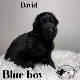 German Shepherd and White Shepherd Puppies from Von Wulfgeist Shepherds