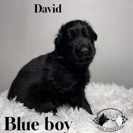 German Shepherd and White Shepherd Puppies from Von Wulfgeist Shepherds