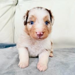 Isaac - Red merle male Australian Shepherd puppy in Ohio from Fetchington Run Australian Shepherds