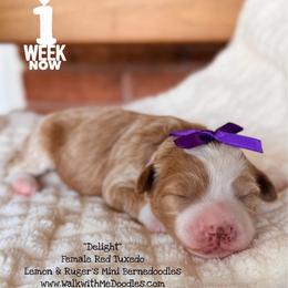 Delight - Red female Bernedoodle puppy in Orange, Texas from Walk with Me Doodles