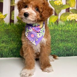 Lulu - Red  female Goldendoodle puppy in Pocasset, Massachusetts from Mini Goldendoodles of Cape Cod