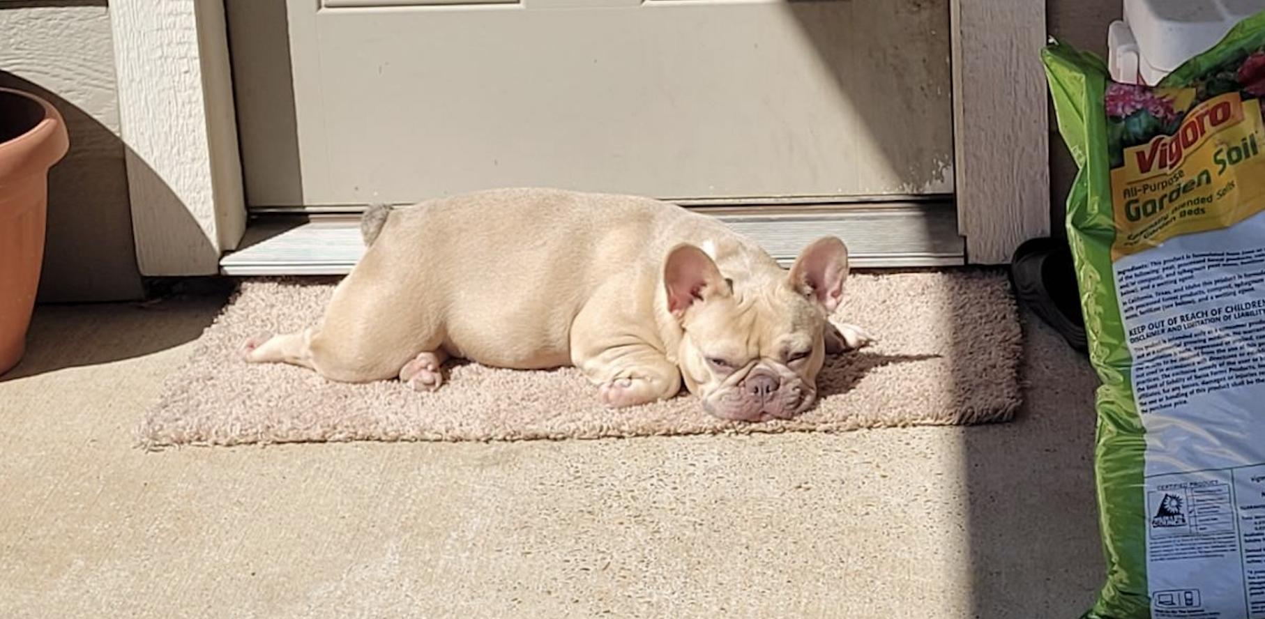 Texas Majestic Frenchies in Mississippi French Bulldog puppies Good Dog