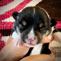 Sneezy - Black and tan male American Corgi puppy in Tome, New Mexico from Blue Diamond Welsh corgis
