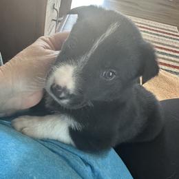Ruger - Black and white male Border Collie puppy in Henagar, Alabama from Ridge Kap Border Collies
