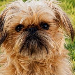 Chewy - Brussels Griffon