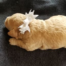 Poodle Puppies from Champion Poodles