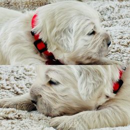 Mr Red - Light golden male Golden Retriever puppy in Pocatello, Idaho from Dusk View Golden Retrievers