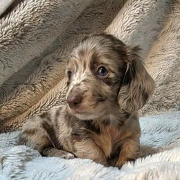 Jinx 3000 - Dapple male Dachshund puppy in Lady Lake, Florida from Sausage Squad Kennels