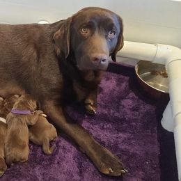 Labrador Retriever Puppies from Labrador Trails