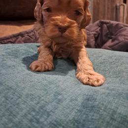 Aussiedoodle and Cockapoo Puppies from Ouachita River Cockapoos
