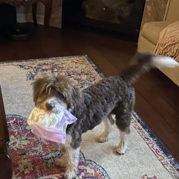 Aussiedoodle All Grown Up from Sand Hill Aussies and Doodles