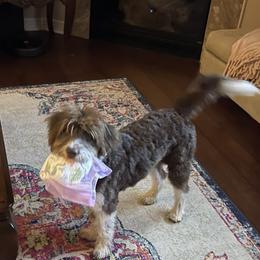 Aussiedoodle All Grown Up from Sand Hill Aussies and Doodles