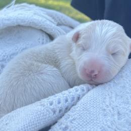 Light blue collar - Gold male Border Collie puppy in Graceville, Florida from Fire N Arrows Border Collies