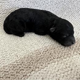 Girl 2 - Phantom female Bernedoodle puppy in Gilbert, Arizona from positivelypuppies