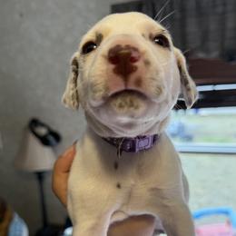 Lavender - White and liver brown female Dalmatian puppy in Hastings, Florida from Love My Spotty Dalmatians