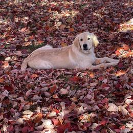 Golden Retriever Puppies from Crescent View Goldens