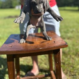 Weimaraner Puppies from Georgia Line Weimaraners