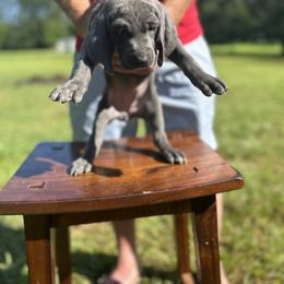 Weimaraner Puppies from Georgia Line Weimaraners