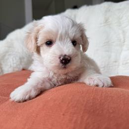 Nova - Parti female Miniature Schnauzer puppy in La Mirada, California from SchnauzersRus