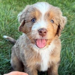 Big Red - male Australian Mountain Doodle puppy in Hesperia, Michigan from C4 Ranch