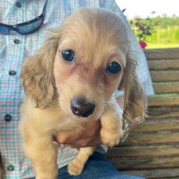 Duke-1 AKC - Cream male Dachshund puppy in Nashville, Georgia from Riverside Dachshund