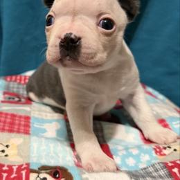 Polly - Blue female Boston Terrier puppy in Wellington, Ohio from Twist of Faith Farms