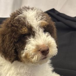 Bernedoodles, Cavapoos, and Poodles from Liberty Farms Puppies