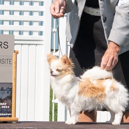 AKC CH PTD LEXI - Cream and white female Chihuahua puppy in Newport, Maine from Pinewood Acres Chihuahuas