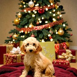 Jon Snow - Red  male Goldendoodle puppy in Bells, Texas from Partridge Doodles and Poodles