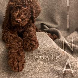 Bernedoodle, Goldendoodle, and Sheepadoodle Puppies from Golden-Doods and Company