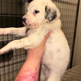 Black collar boy - White and black male Dalmatian puppy in Toledo, Ohio from Exquisite Dalmatians & Standard Poodles