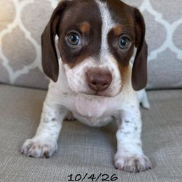 Astro - Chocolate and tan male Dachshund puppy in Joshua Tree, California from Desert Dreams Ranch