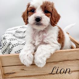 Lion - Blenheim male Cavapoo puppy in Idaho Falls, Idaho from Freckle Paw Family