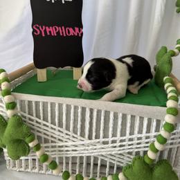 Symphony - Black tri-color female Australian Shepherd puppy in Weeki Wachee, Florida from Ace of Spades Australian Shepherds