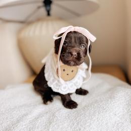 Amour - Love litter - Chocolate female Australian Labradoodle puppy in Syracuse, Indiana from The Doodle Cove