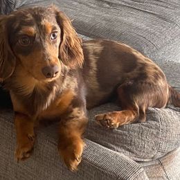 Milo - Dachshund