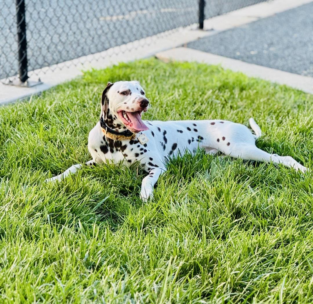 Finn