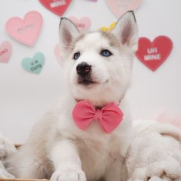 Golden Retriever, Miniature American Shepherd, and Siberian Husky Puppies from HuskiesAndGoldensWithFinesse