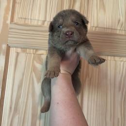 Lav Junior - Isabella male German Shepherd puppy in Watervliet, Michigan from M&M Shepherd Farms